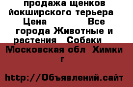 продажа щенков йокширского терьера › Цена ­ 25 000 - Все города Животные и растения » Собаки   . Московская обл.,Химки г.